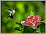 Koliber, Kwiat, Hibiskus