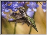 Koliber, Kwiaty, Fioletowe