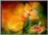 Papuga, Kwiaty, Hibiskus