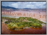 Jezioro, Laguna Colorada, Ptaki, Flamingi, Góry, Andy, Boliwia