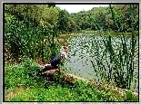 Las, Jezioro, Dzika, Kaczka