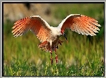 Lato, Łąka, Ibis, Rozmycie
