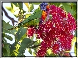 Lorysa Górska, Gałązka, Kwiat, Corymbia ficifolia