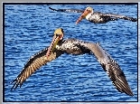 Pelikany, Lot, Woda