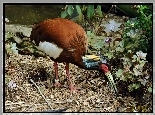 Ibis, Madagaskarski, Roślinność