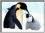 Mały, Pingwinek, Cesarski, Mama