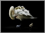 Łabędzia, Mama, Młode