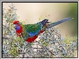 Młoda, Papuga, Rosella Królewska, Gałązki