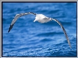 Morze, Albatros