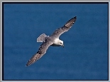 Morze, Ptak, Fulmar, Lot