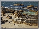 Morze, Plaża, Kamienie, Pingwiny
