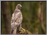 Myszołów zwyczajny, Ptak