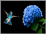 Niebieski, Kwiat, Hortensja, Koliber