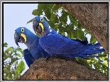 Niebieskie, Papugi, Drzewo, Skrzydła