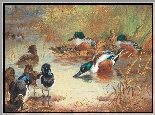 Reprodukcja obrazu, Malarstwo, Archibald Thorburn, Ptaki, Kaczki, Jezioro