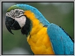 Niebiesko, Żółta, Papuga