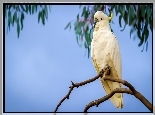 Papuga, Kakadu