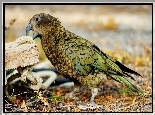 Papuga, Kea