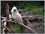 Papuga, Kakadu, Konary, Skały