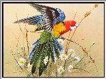 Papuga, Kwiatki