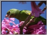 Papuga, Kwiaty