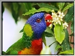 Papuga, Kwiaty, Lorysa Górska