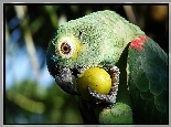Papuga, Owoc