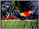Papuga, ara, czerwona, ptak, palma