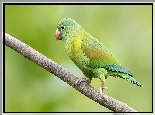 Zielona, Papuga, Gałązka
