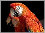 Papugi