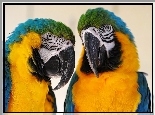 Dwie, Papugi, Ary