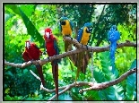 Papugi, Ary, Konary, Drzewa