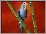 Papużka, Bambus