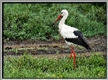 Łąka, Bocian, Narodowy, Park, Serengeti