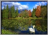 Park, Staw, Drzewa, Łabędź