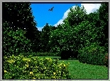 Park, Ptak, Krzewy, Kwiatów