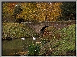 Park, Rzeka, Most, Łabędzie