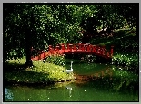 Park, Rzeka, Mostek, Łabędź