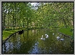 Park, Wiosna, Rzeka, Łabędzie