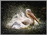 Pelikan, Woda