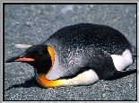 Pingwin