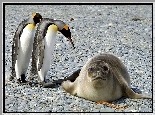 Dwa, Pingwiny, Foka