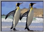Dwa, Pingwiny, Przyjaźń