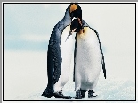 Pingwiny, Śnieg
