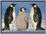 Pingwiny, pisklę
