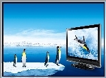 Pingwiny, Telewizor