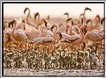 Flamingi, Pisklęta, Tanzania