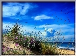 Plaża, Morze, Wydmy, Trawa, Kwiatki, Ptaki