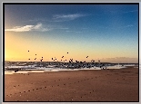 Morze, Plaża, Poranek, Wschód Słońca, Ptaki, Pies