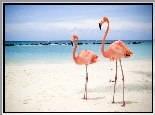 Plaża, Morze, Niebo, Flamingi